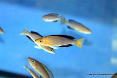 120926761_1719618301510075_6539780945066127302_o