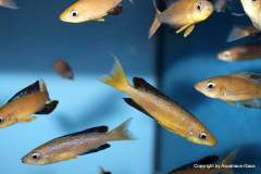 121002379_1719619368176635_6947829865176832017_o