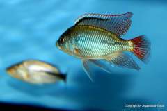 121009250_1719614718177100_1570941242316754239_o