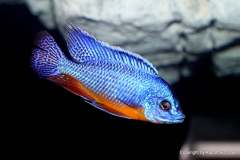 121012299_1719625058176066_182358654458834556_o