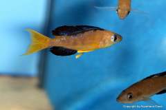 121059122_1719619374843301_2904107153892648385_o