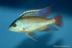 121117326_1719614628177109_3218236543042654635_o