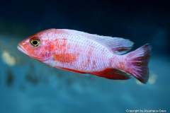 121118165_1719621588176413_2726334351462970491_o