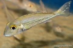 121121960_1719620371509868_7814505508689098268_o