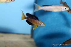 121164490_1719619494843289_7235202327181829840_o