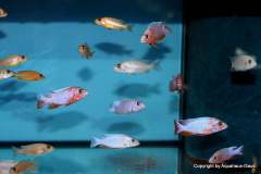 121180119_1719621581509747_491913151082794338_o