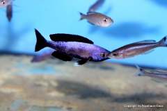 121189535_1719616581510247_1686737911312294942_o