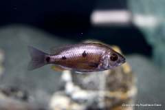 121190393_1719623328176239_6700562369459955204_o