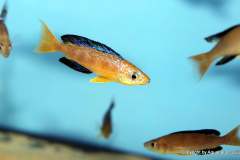 121190682_1719619461509959_3815579663184355743_o