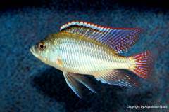 121194425_1719614618177110_8379746610838342448_o