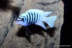 121200284_1719630258175546_5849930897645694478_o