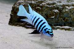 121211284_1719630294842209_8055204283711207222_o