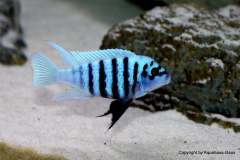 121225671_1719630184842220_523890532115583973_o