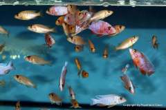 121232590_1719621604843078_7028331105287080847_o