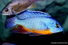 121234262_1719625071509398_5050914229896033942_o