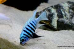 121301806_1719630071508898_2591847984368779936_o