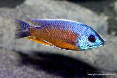 121308251_1719623288176243_6272198764950918137_o