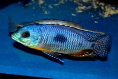 123341060_1741268056011766_6503318265443918455_o