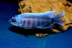 123404932_1741267682678470_733649025641766015_o