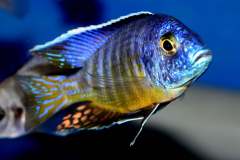 123432726_1741267926011779_205718599485900724_o