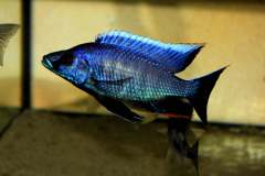 123766090_1745160692289169_3287895905848753538_o