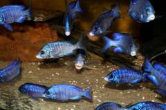 123864952_1745161088955796_5286359744783055769_o