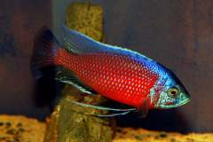 126951371_1761683600636878_8659549362396579717_o