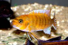 131891287_1782665631872008_307290138268725293_o