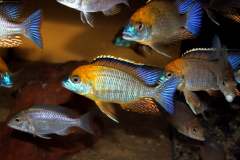 131918054_1782666128538625_8281417500701869352_o