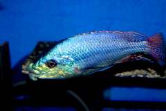 132871707_1788089451329626_2444979141115425892_o