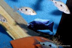 14589903_712289385576310_398090304670459672_o