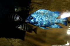 15418340_751072075031374_1246810098994909656_o