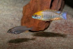 15493431_750724268399488_9140667149792686217_o