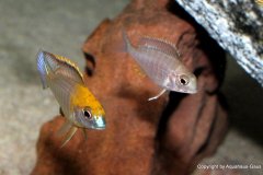 15493839_750724121732836_9101746977013481566_o