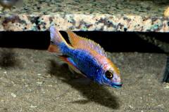 15541054_751073008364614_6427960984694133222_o