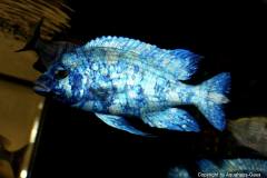 15585238_751072065031375_8065146732139907505_o