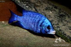 15585443_751072725031309_517397444670343915_o