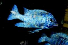 15590681_751072011698047_1060844350762507317_o