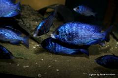 15590871_751072755031306_7079364410716936079_o