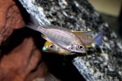 15591178_750724101732838_3855642045826656343_o