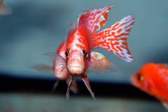 1_116435262_1652180618253844_9135173138219088721_o