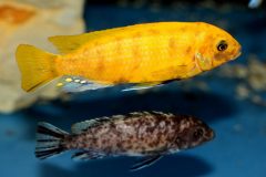 21457757_987897894682123_3008610820995066653_o