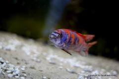 21586887_893797204092193_4008007221865252623_o