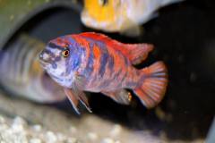 21641063_893797317425515_8421284553380648704_o