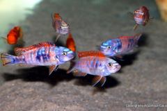 21752909_893796427425604_3186060819061937354_o