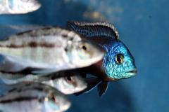 25182193_932830406855539_4448202569995261669_o