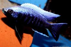 25299959_932830193522227_2785068325113580769_o