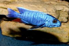 25311237_932831176855462_3668515511685766892_o