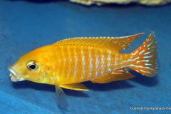 25352159_932829153522331_8526356055627044529_o