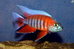 25394649_932828476855732_1287797357015193497_o